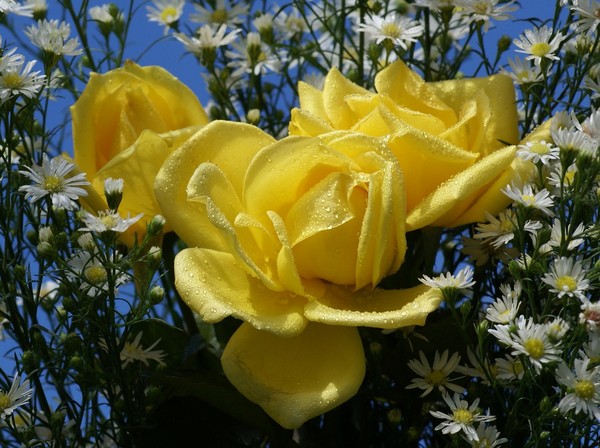 belle image de rose jaune
