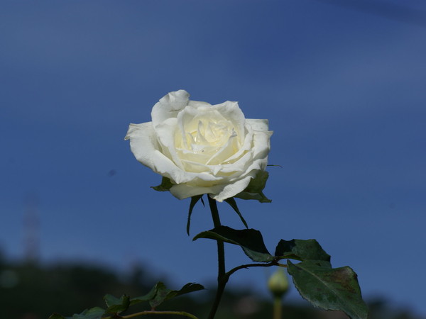 belle image de roses