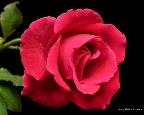 belle image de rose 