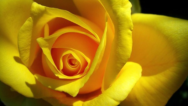 belle image de roses jaunes