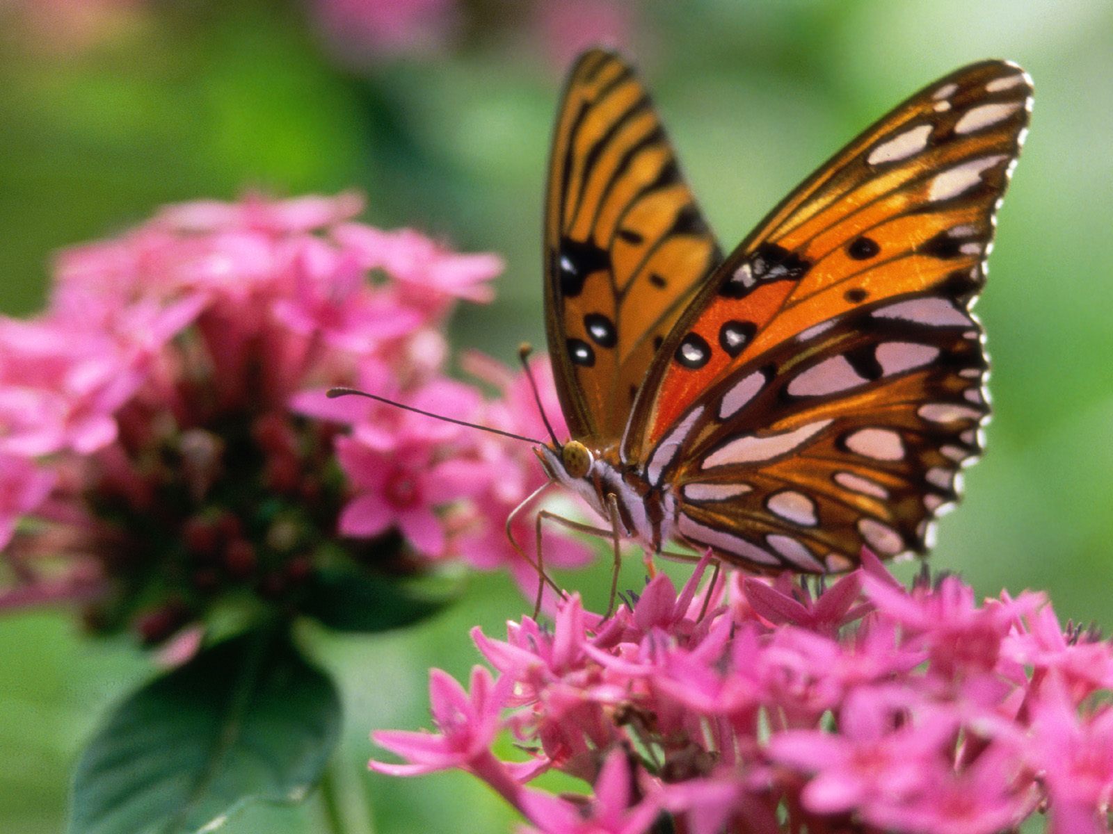 Belles Images De Papillons